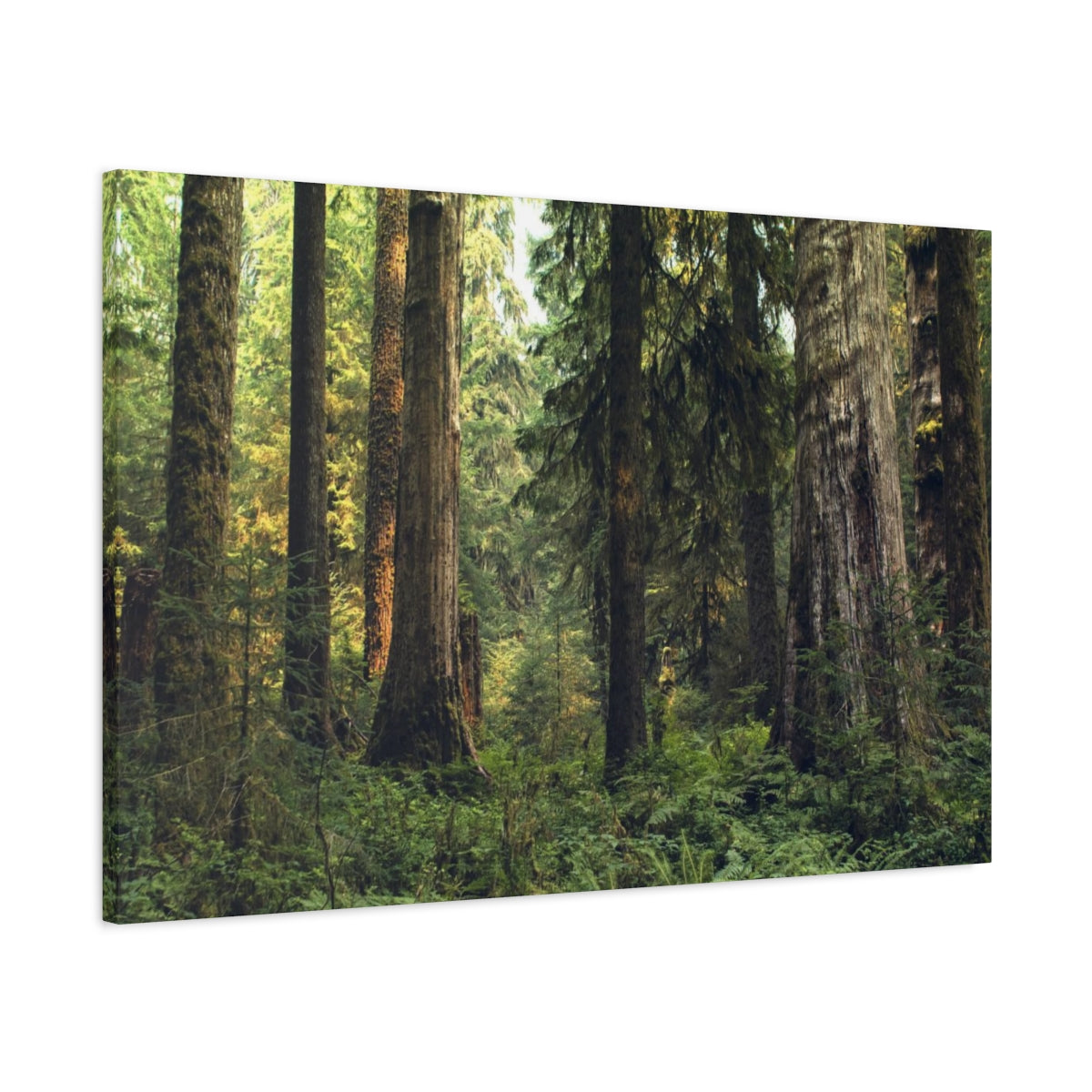Olympic National Forest Matte Canvas Print - Ready to Hang Art