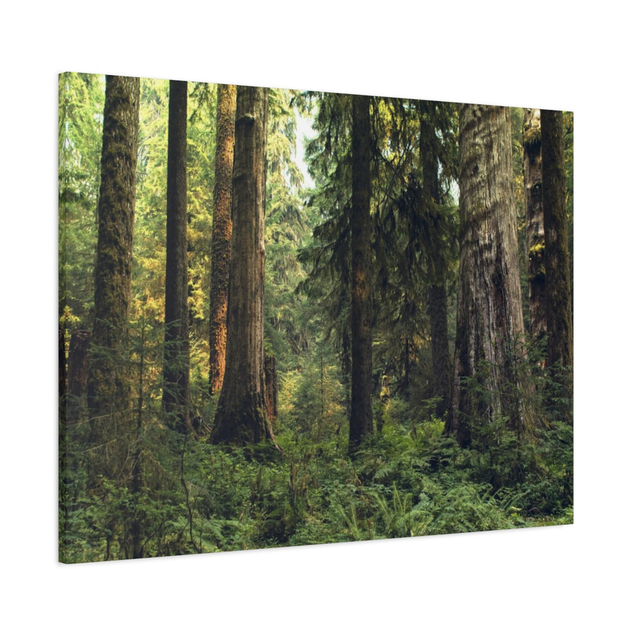 Olympic National Forest Matte Canvas Print - Ready to Hang Art