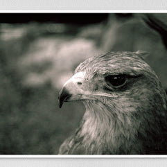 Crowned Solitary Eagle Photo Print Black and White Film -