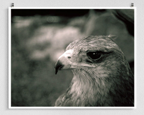 Crowned Solitary Eagle Photo Print Black and White Film -