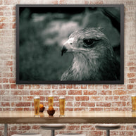 Crowned Solitary Eagle Photo Print Black and White Film -