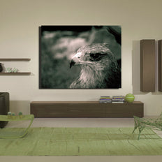 Crowned Solitary Eagle Photo Print Black and White Film -