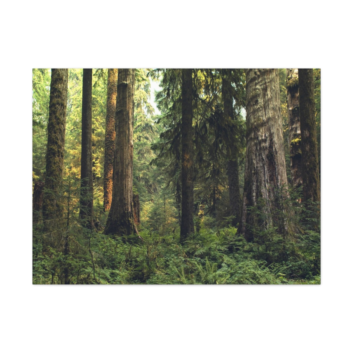 Olympic National Forest Matte Canvas Print - Ready to Hang Art