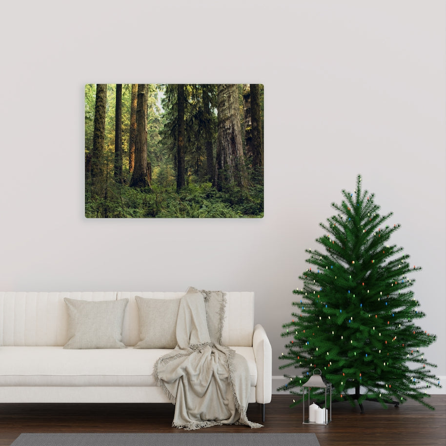 Olympic National Forest Scene Canvas Gallery Wrap – Hoh Rainforest