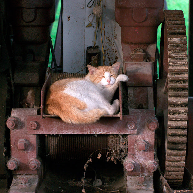 Napping Barn Cat Louisiana Wall Art Print - Photography