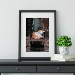 Napping Barn Cat Louisiana Wall Art Print - Photography