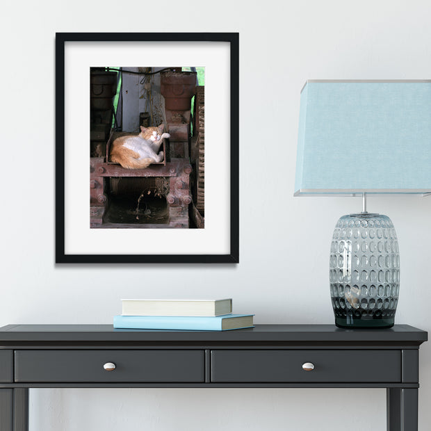 Napping Barn Cat Louisiana Wall Art Print - Photography