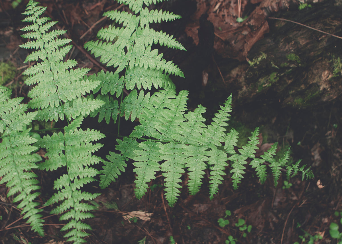 Fern Detail Yosemite National Park Photo Print - Photography