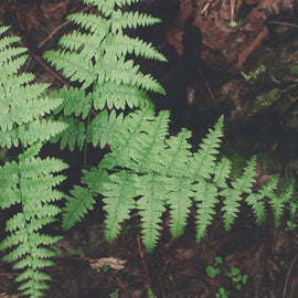 Fern Detail Yosemite National Park Photo Print - Photography