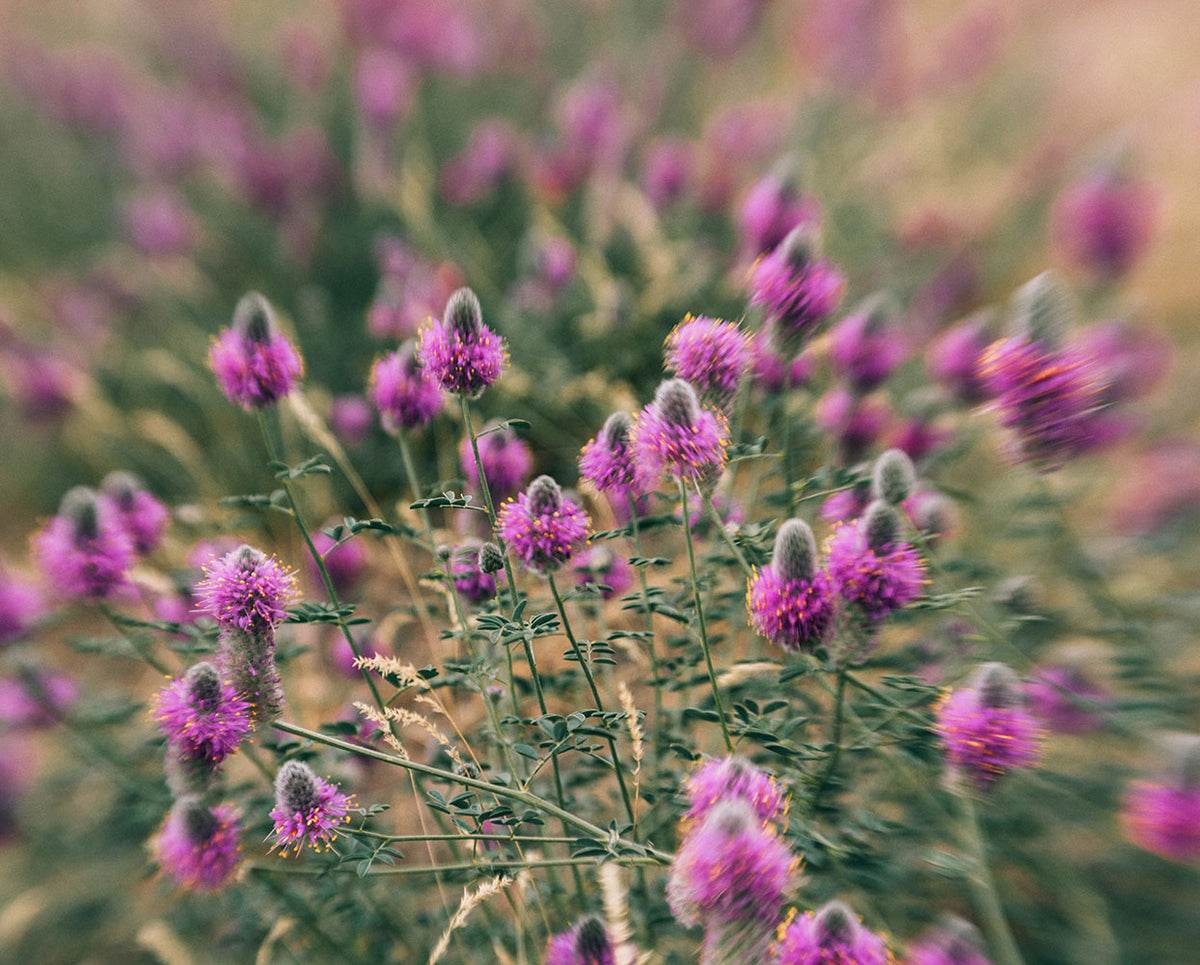 Eating Mushrooms in the Flowers - Nature Photography