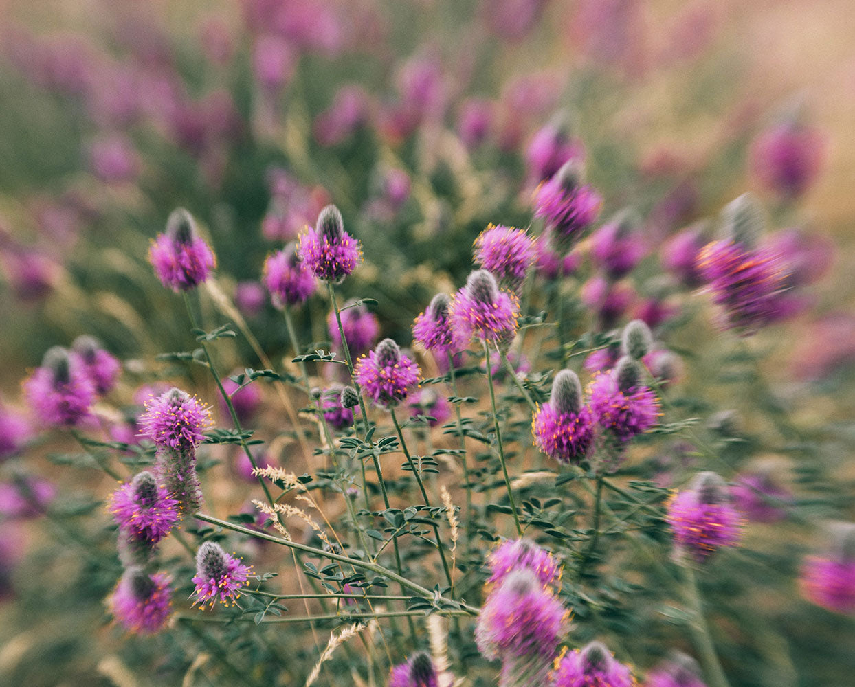 Eating Mushrooms in the Flowers - Nature Photography