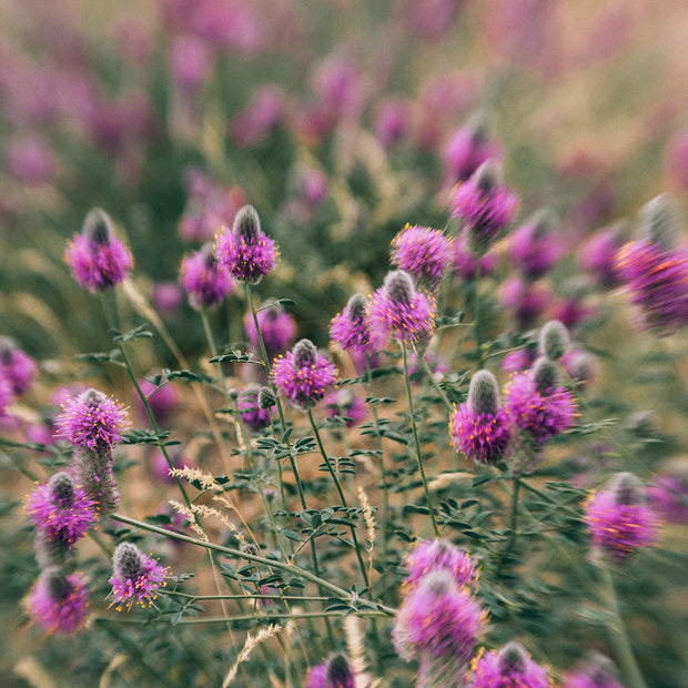 Eating Mushrooms in the Flowers - Nature Photography