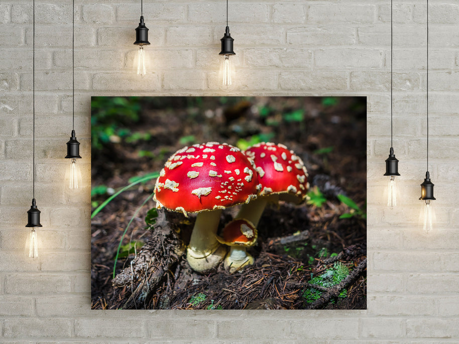 Amanita Muscaria Photo Print - Ready to Frame - Photography