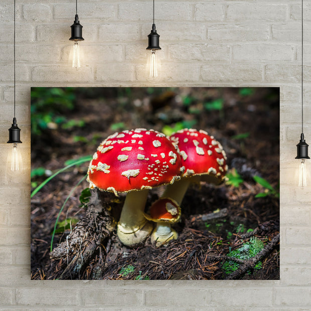 Amanita Muscaria Photo Print - Ready to Frame - Photography