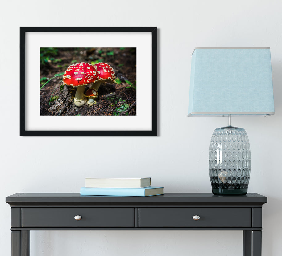 Amanita Muscaria Photo Print - Ready to Frame - Photography