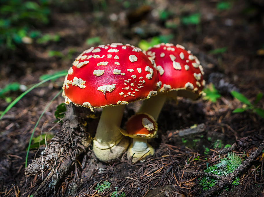 Amanita Muscaria Photo Print - Ready to Frame - Photography