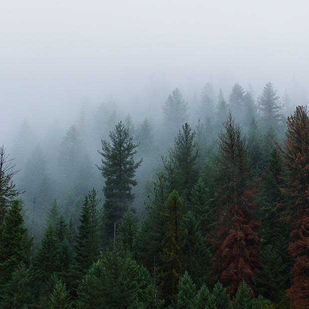 Foggy Forest North Idaho Wall Art Print - Photography