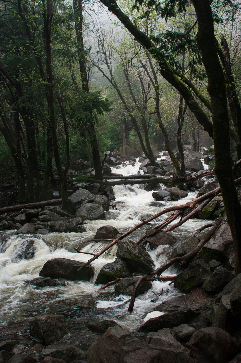 Foggy Forest Creek Yosemite National Park California