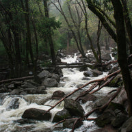 Foggy Forest Creek Yosemite National Park California