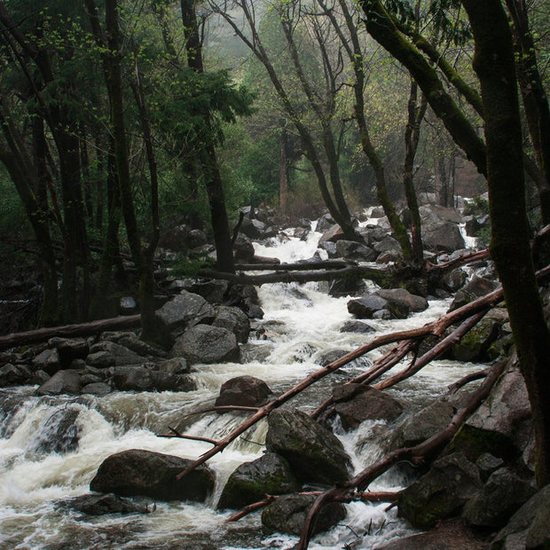 Foggy Forest Creek Yosemite National Park California