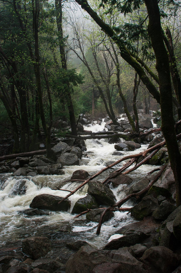 Foggy Forest Creek Yosemite National Park California