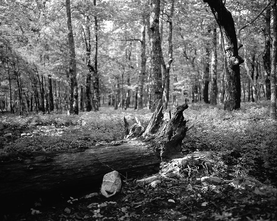 Weathered dark-toned tree stump with jagged edges on forest floor in what happens in the forest black and white photo print