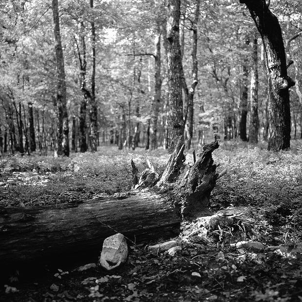 What Happens in the Forest Black and White Photo Print -
