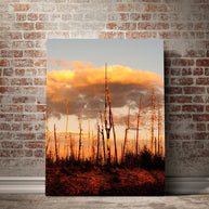 Forest Fire Sunset Nature Wall Art Print - Photography
