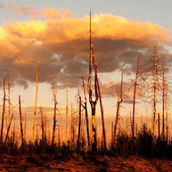 Forest Fire Sunset Nature Wall Art Print - Photography