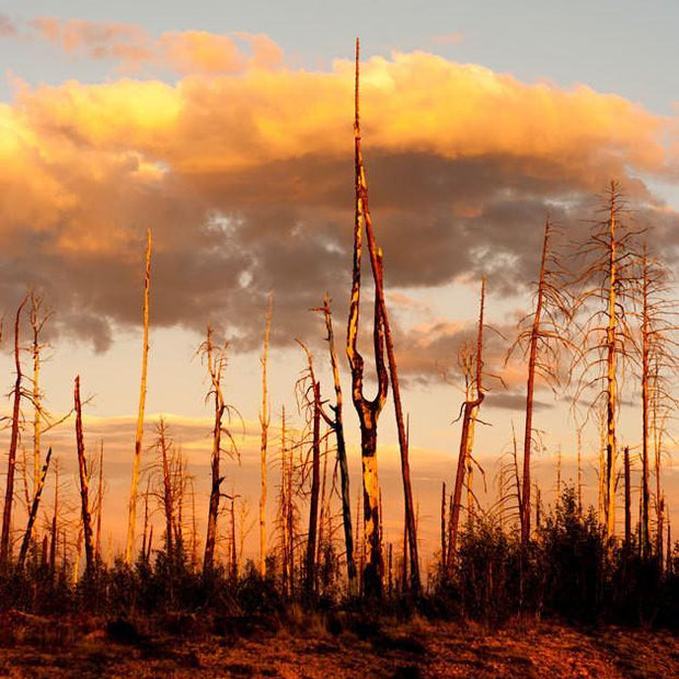 Forest Fire Sunset Nature Wall Art Print - Photography