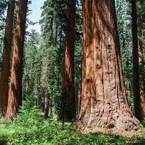 Forest Giants Sequoia California - Photography