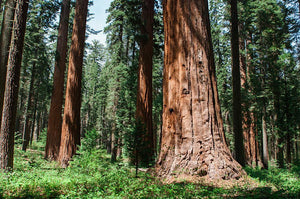 Forest Giants Sequoia California - Photography