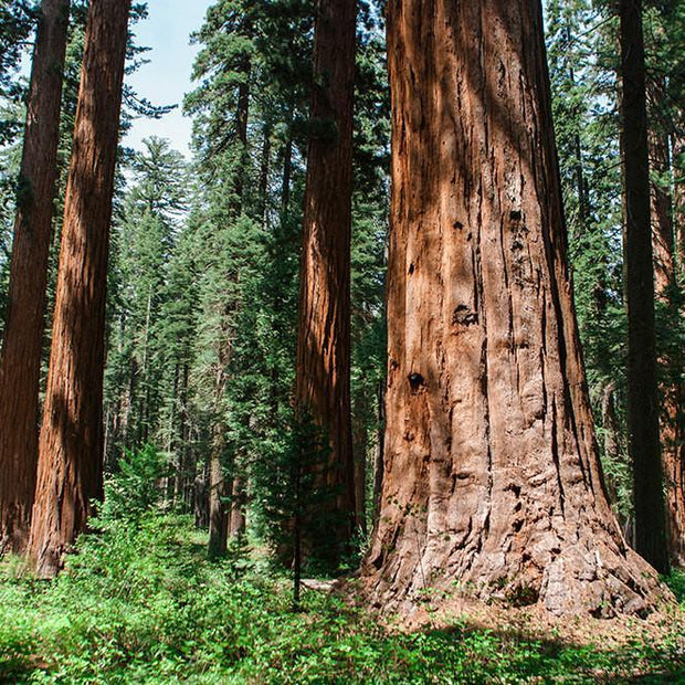 Forest Giants Sequoia California - Photography