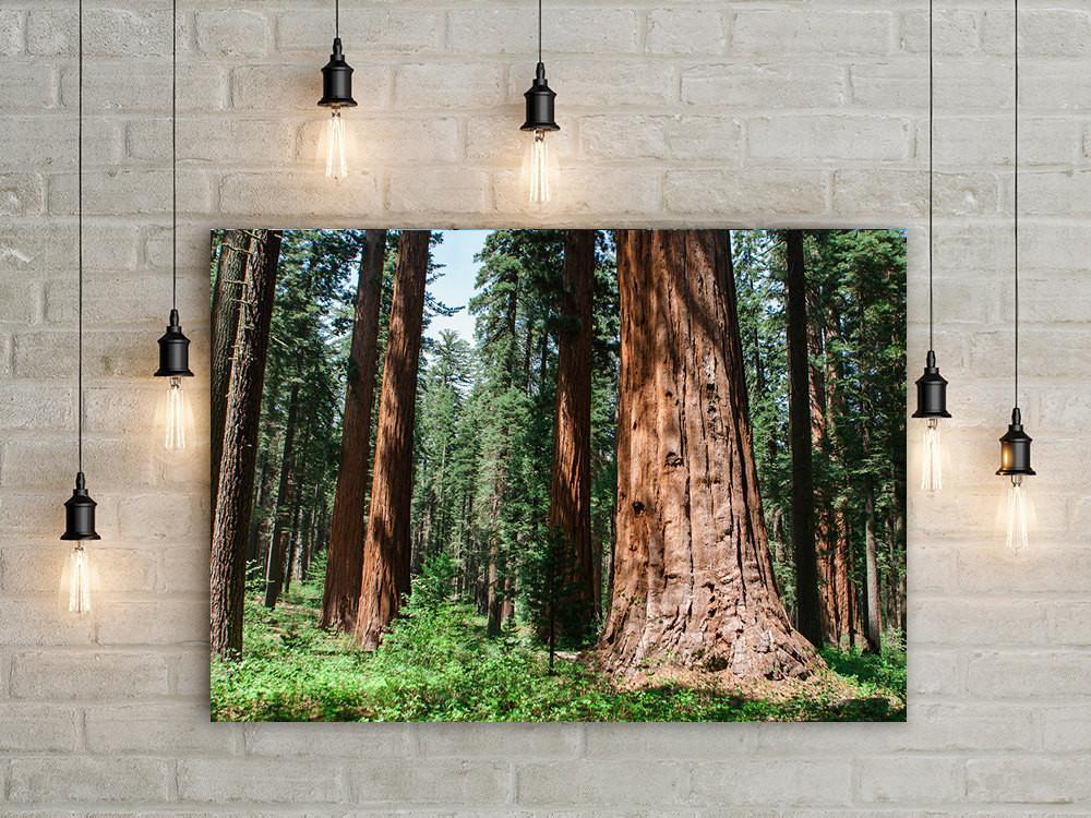 Forest Giants Sequoia California - Photography