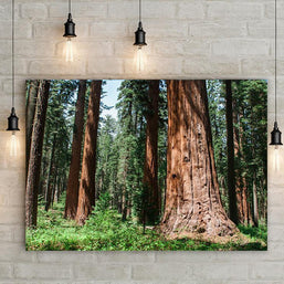 Forest Giants Sequoia California - Photography