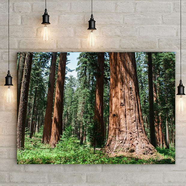 Forest Giants Sequoia California - Photography