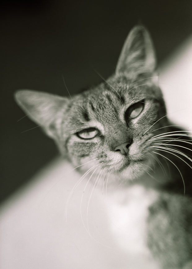 Tabby Attitude Modern Wall Art Print - Photography