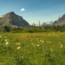 Mountain Meadow - Glacier National Park Photo Print -