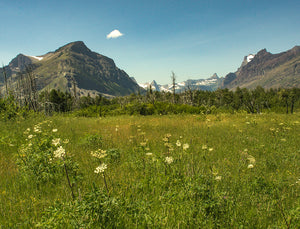 Mountain Meadow - Glacier National Park Photo Print -