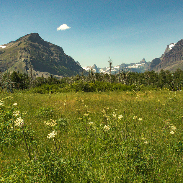 Mountain Meadow - Glacier National Park Photo Print -