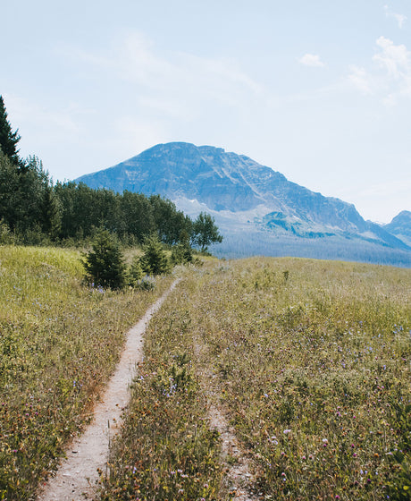 Montana Meadow Trail Photo Print Glacier NP Wildflowers