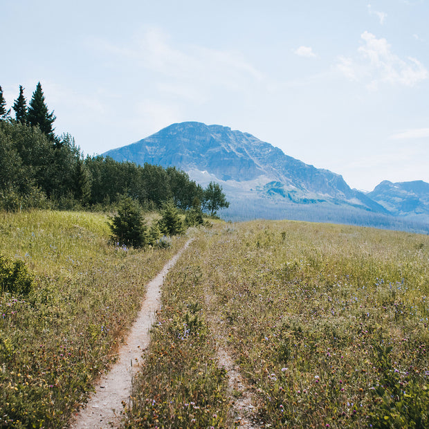 Montana Meadow Trail Photo Print Glacier NP Wildflowers