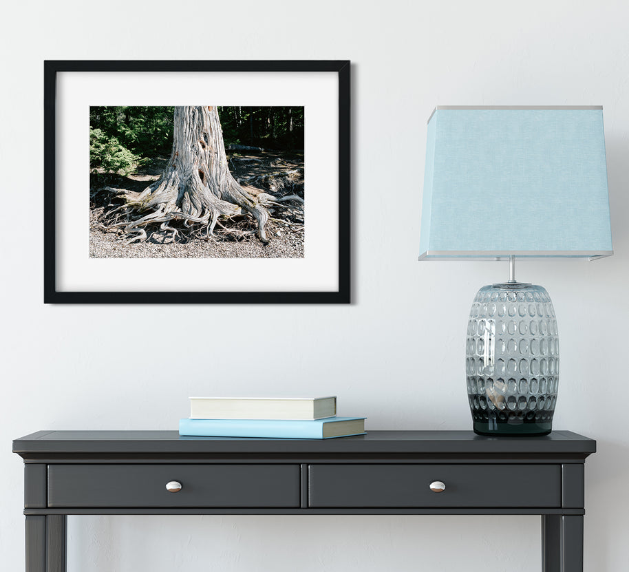 Wild Roots Photo Print Lake McDonald Beach Glacier Montana -