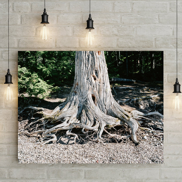 Wild Roots Photo Print Lake McDonald Beach Glacier Montana -