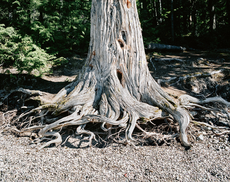 Wild Roots Photo Print Lake McDonald Beach Glacier Montana -