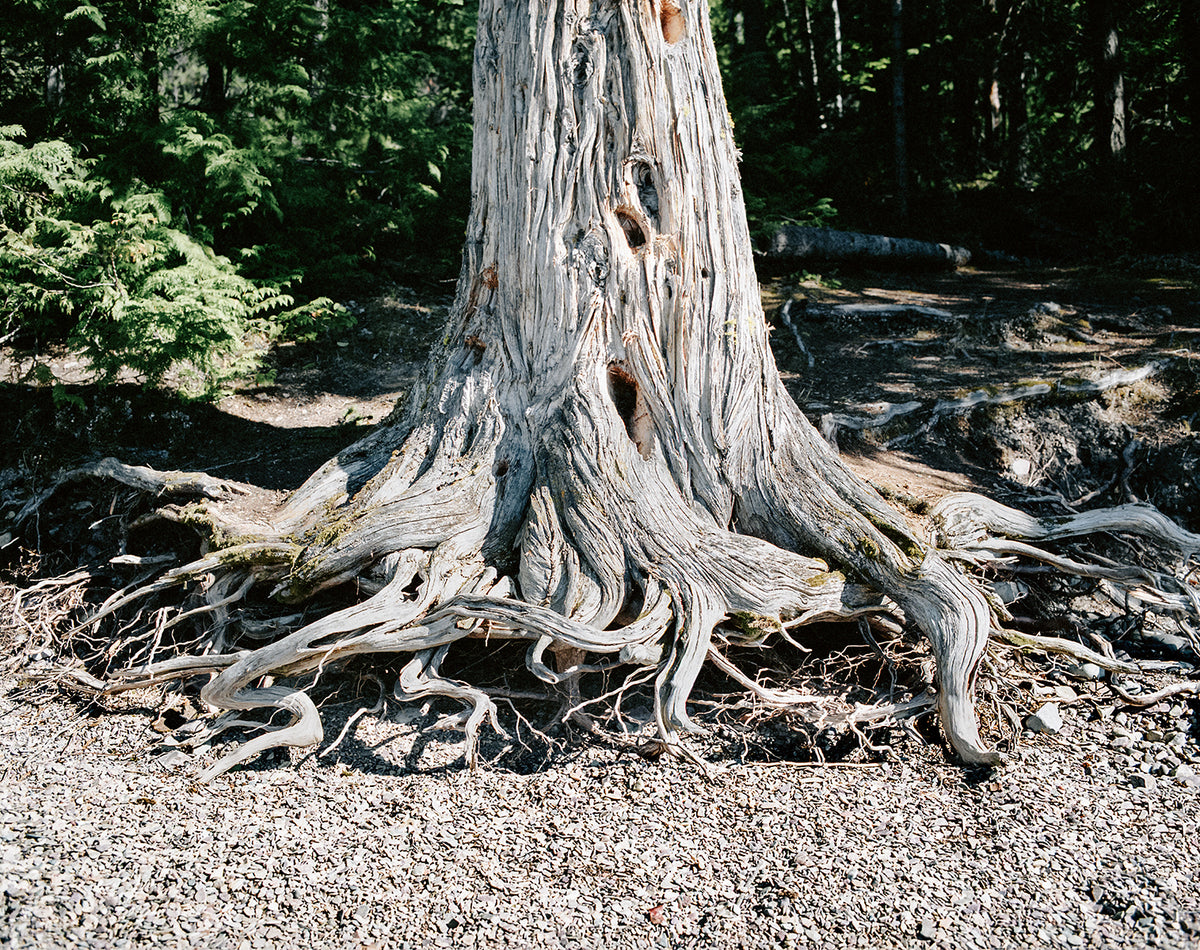 Wild Roots Photo Print, Lake McDonald Beach, Glacier, Montana – Lost ...