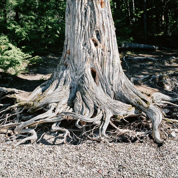 Wild Roots Photo Print Lake McDonald Beach Glacier Montana -