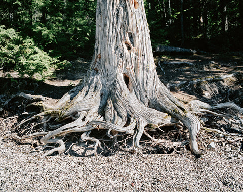 Wild Roots Photo Print Lake McDonald Beach Glacier Montana -