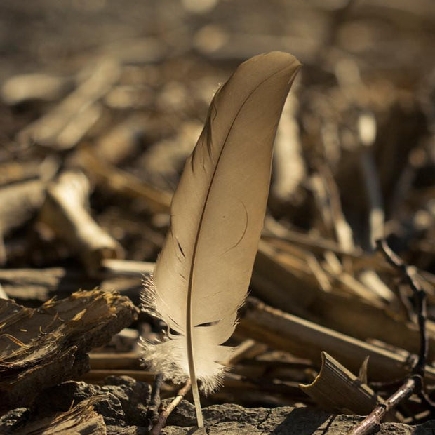 Golden Feather Lake Erie Beach New York - Photography