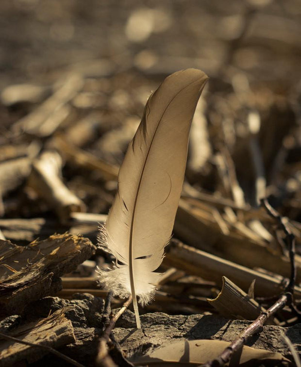 Golden Feather Lake Erie Beach New York - Photography